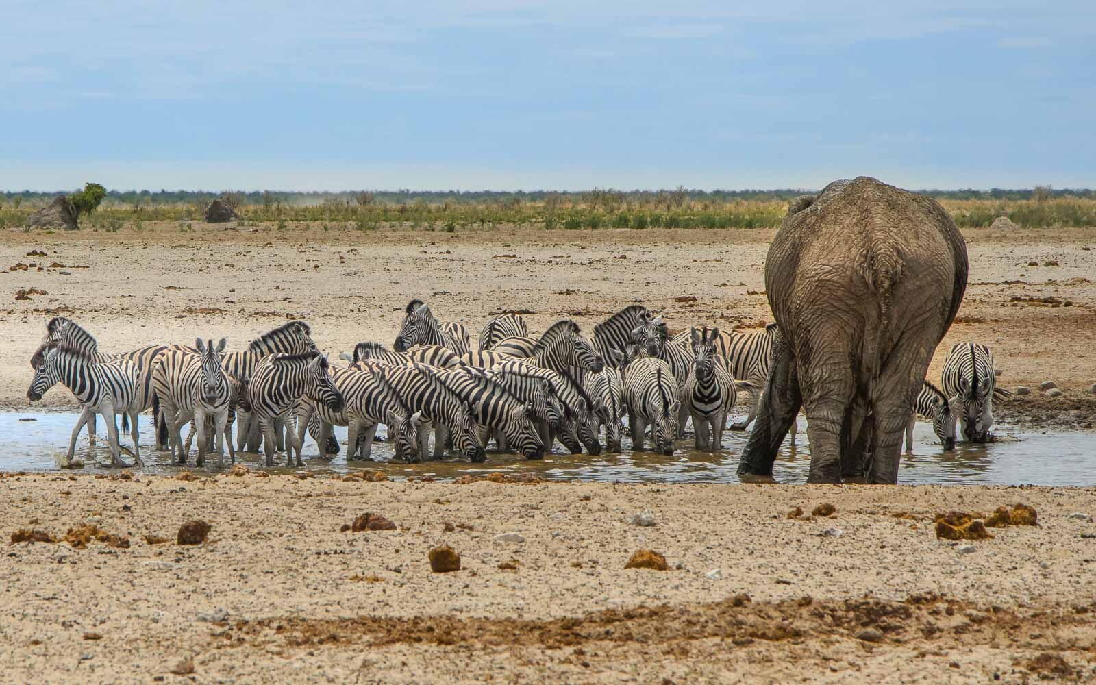 Etoscha Nationalpark